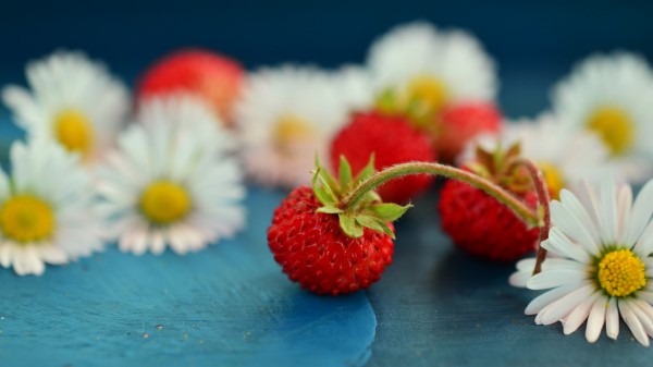Strawberries Berries Daisies Wallpaper