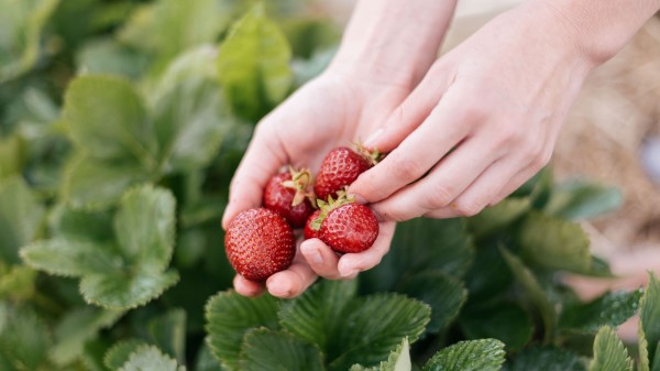 Strawberry Berry Hands Wallpaper