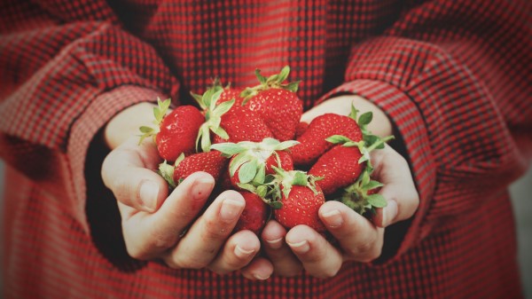 Strawberry Hands Berries Harvest Wallpaper
