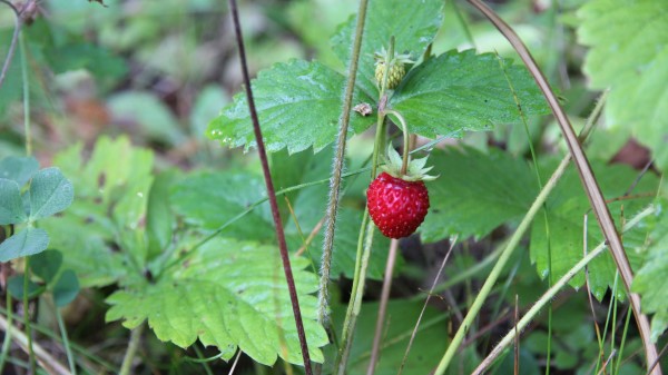 Strawberry Wild Berry Leaves Wallpaper