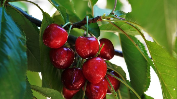 Sweet Cherry Cherry Fruit Wallpaper