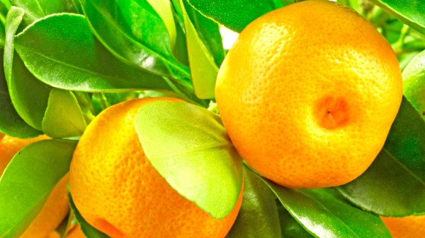 Tangerines Branches Leaves Wallpaper