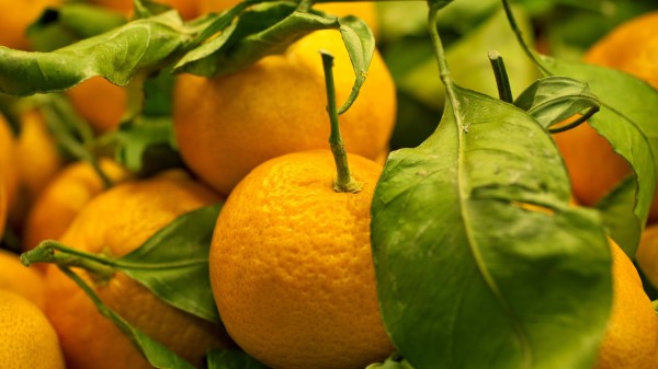 Tangerines Fruit Leaves Wallpaper