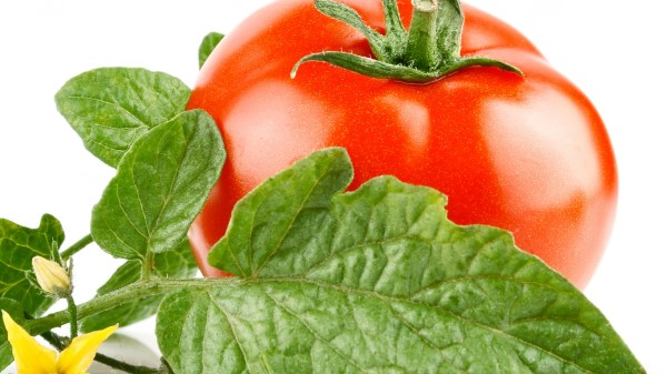 Tomato Flower Leaves White Background Wallpaper