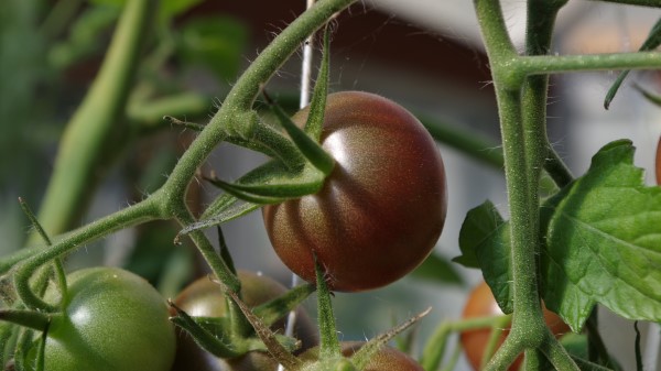 Tomato Twig Vegetable 2 Wallpaper