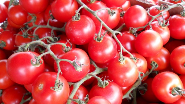 Tomato Twig Vegetable Wallpaper