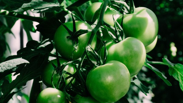 Tomatoes Branch Green Shadow Wallpaper