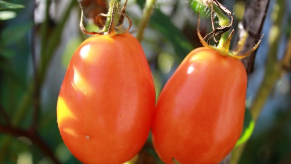 Tomatoes Branch Ripe Wallpaper