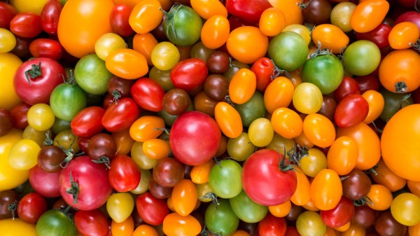 Tomatoes Tomato Variety Wallpaper