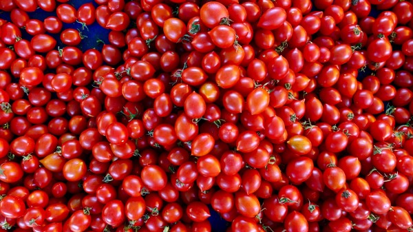 Tomatoes Tomato Vegetables Harvest Wallpaper