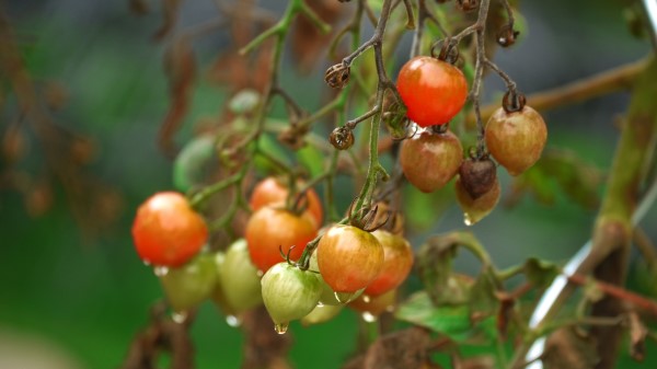 Tomatoes Twigs Vegetables Drops Wallpaper
