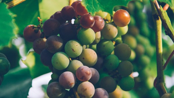 Vines Branch Harvest Wallpaper