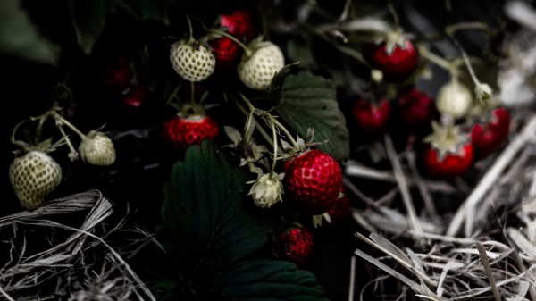Wild Strawberries Berry Leaves Wallpaper