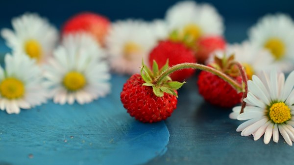 Wild Strawberry Chamomile Berries Wallpaper