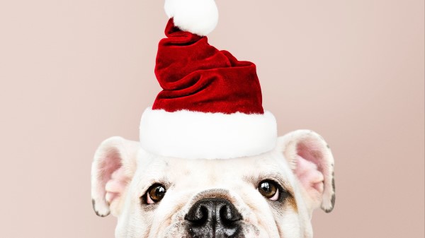 Dog Santa Claus New Year wallpaper