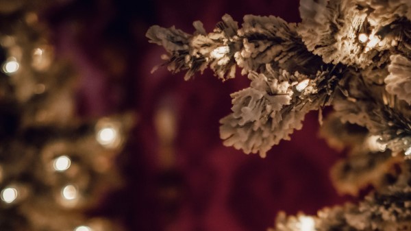 Tree Branches White Wallpaper