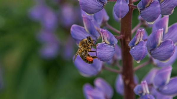 Bee Insect Lupine Wallpaper