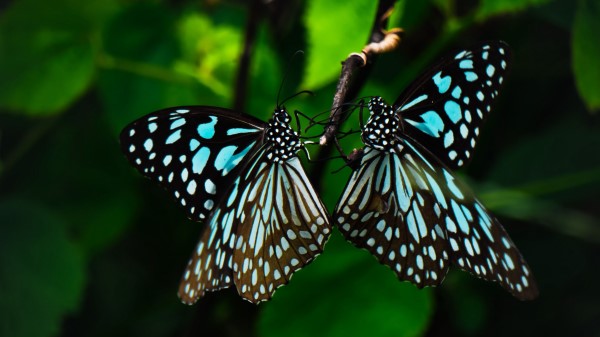 Butterflies Wings Pattern Wallpaper