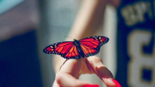 Butterfly Insect Hand Wallpaper