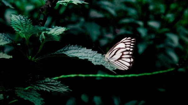 Butterfly Leaves Insect Wallpaper