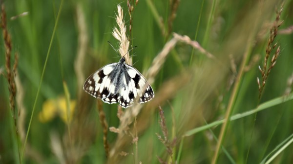 Butterfly Wings Pattern Bw Wallpaper