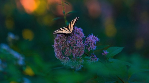 Butterfly Wings Tropical Flowers Wallpaper