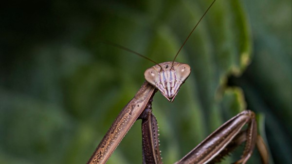 Mantis Insect Macro Wallpaper