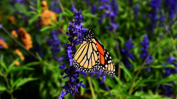 Monarch Butterfly Butterfly Pattern Wallpaper
