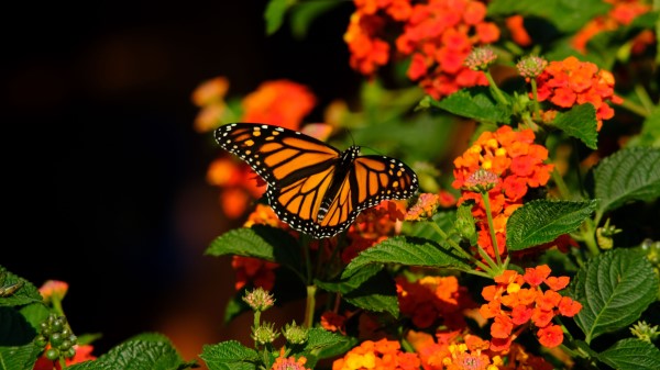 Monarch Butterfly Butterfly Wings Orange Wallpaper