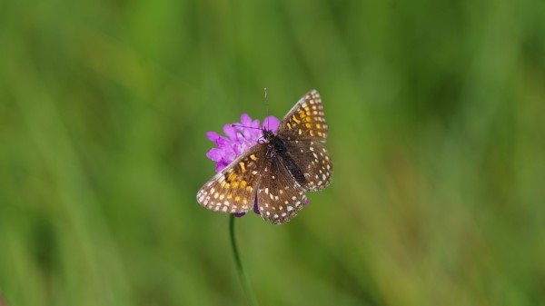 Wings Butterfly Flowers Wallpaper