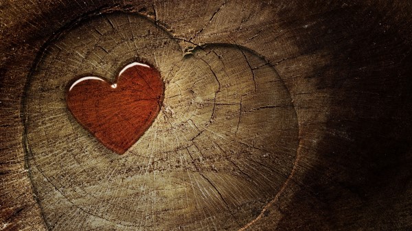 Heart Love Tree Stump Tre Wallpaper
