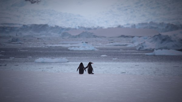 Penguins Couple Snow wallpaper