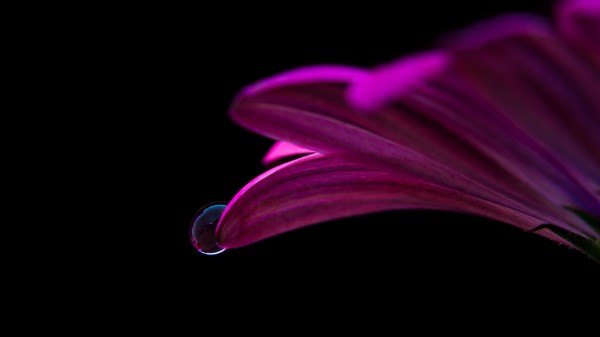 Flower Drop Petals Close Up Wallpaper