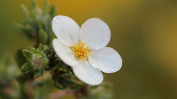 Flower Macro Petals Wallpaper