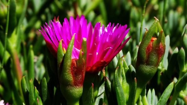 Flower Macro Plant Herb Wallpaper