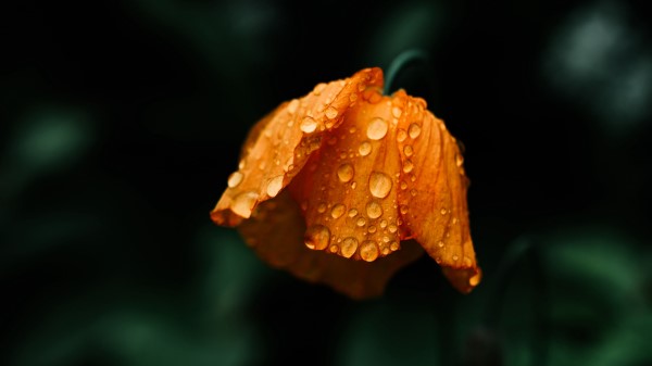 Flower Orange Wet Wallpaper