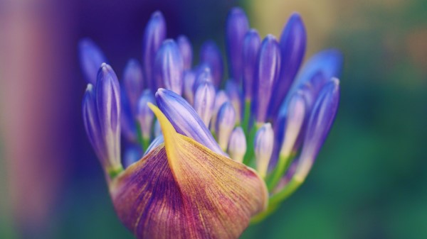Flower Petals Close Up Wallpaper