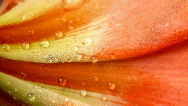 Flower Petals Drops Dew Wallpaper