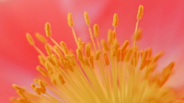 Flower Stamen Macr Wallpaper