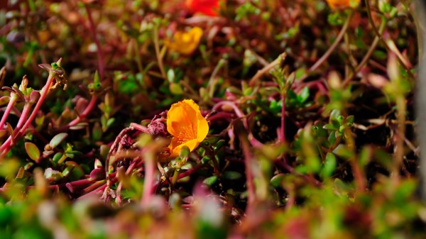 Flower Yellow Macro Wallpaper