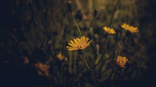 Flower Yellow Plant Wallpaper