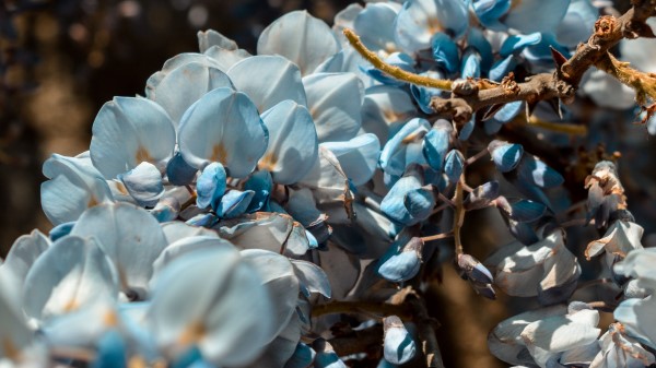 Flowers Blue Branch Wallpaper