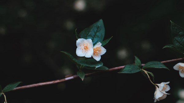 Flowers Branch Petals Close Up Wallpaper