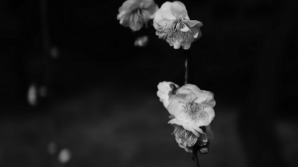 Flowers Bw Flowering Wallpaper