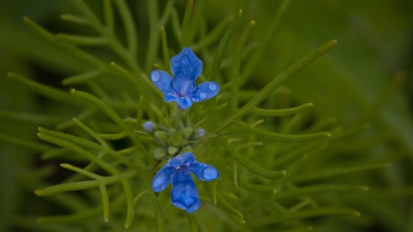 Flowers Grass Herb Wallpaper
