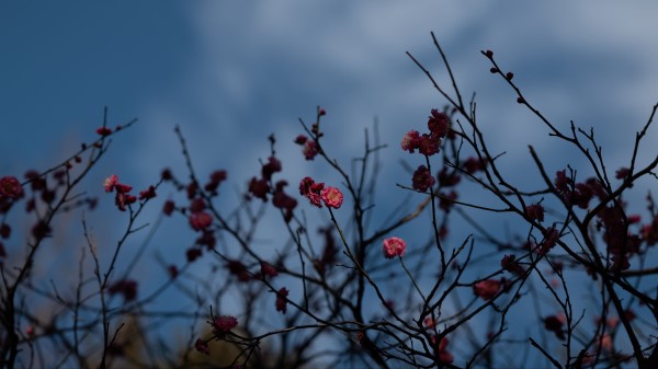 Flowers Pink Macro Wallpaper