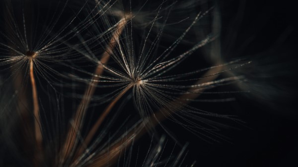 Fluff Macro Plant Wallpaper