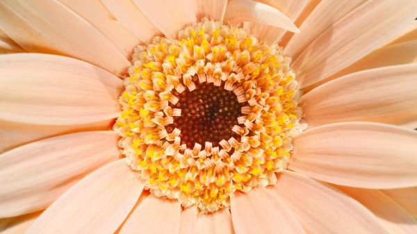 Gerbera Daisy Flower Wallpaper