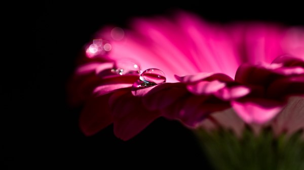 Gerbera Flower Petals Bud Drop Wallpaper