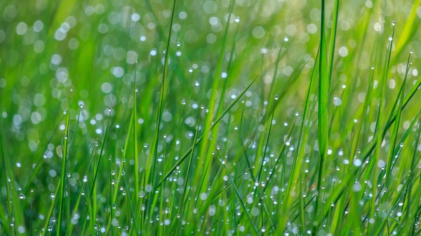 Grass Dew Drops Wallpaper